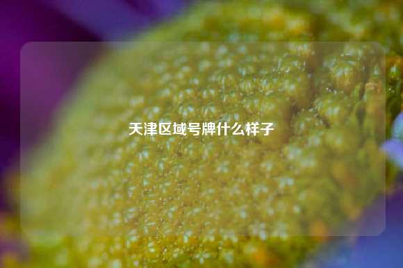 天津区域号牌什么样子